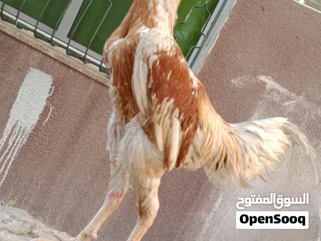 فرخ ملاي للبيع