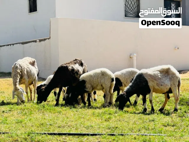 السلام عليكم
