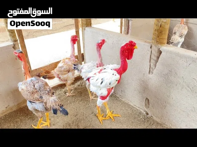 مطلوب دجاج إينديو جيغانتي (Índio Gigante) البرازيلي العملاق