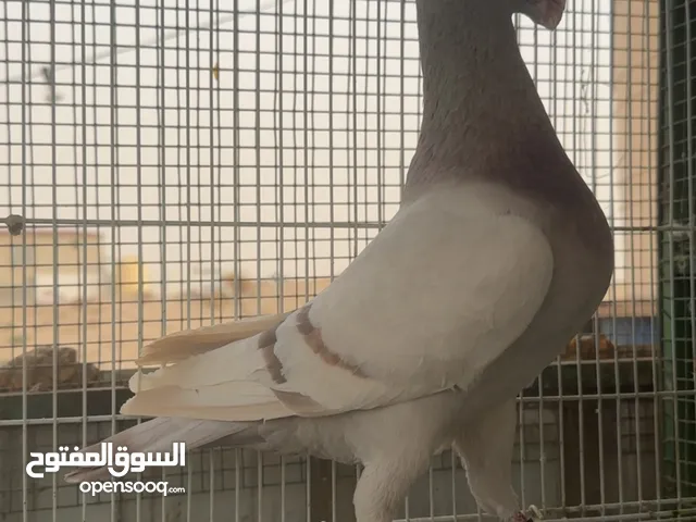 للبيع حمام زينة