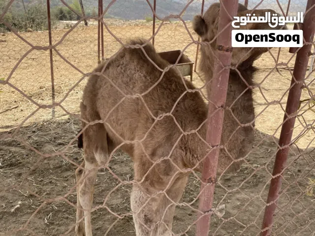 جعود سمين ممتاز