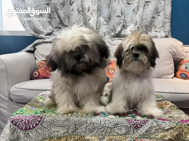 Shihtzu Puppies in UAE