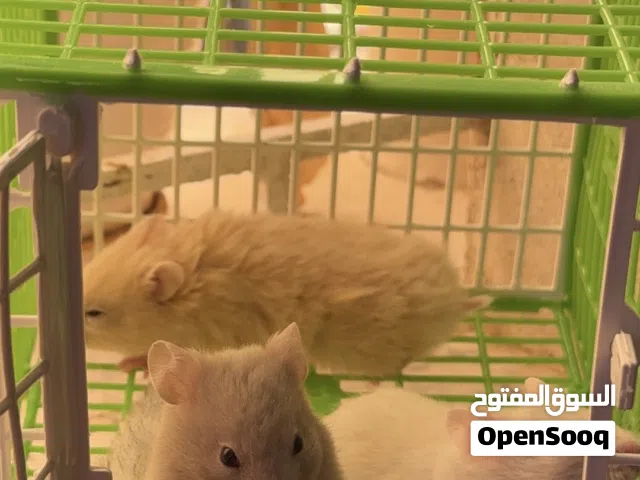 هامستر سوري صغار وموجود كبار