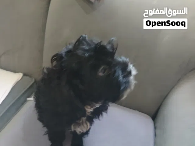 جرو مالتيبو ذكر اسود نثيه مالتيز ابيض
