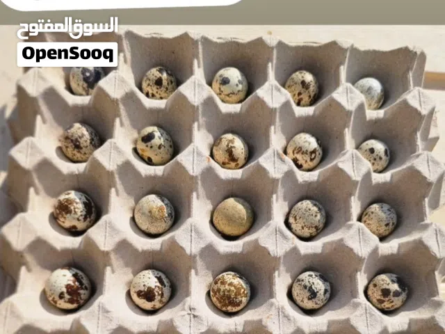 بيض سمان طازج يوميًا