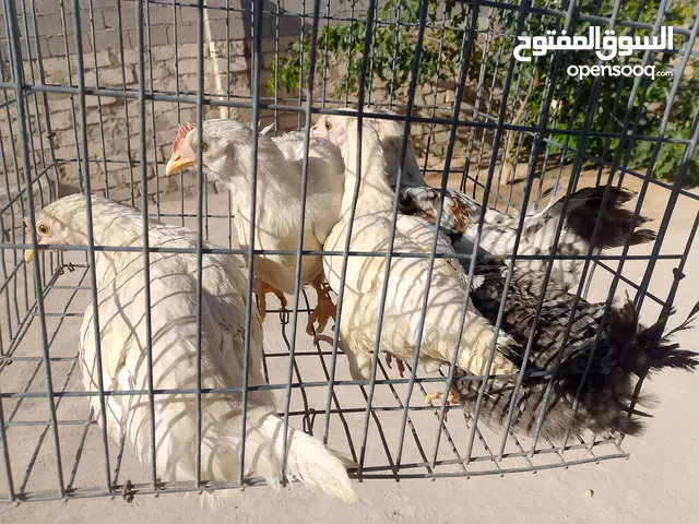 للبيع معاهم ديك كبير مع بعض اعلى سعر بائع