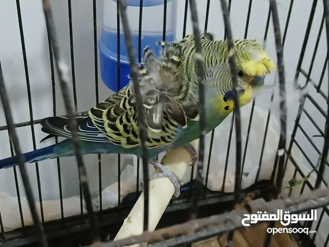 5حبات طيور حب هوقو للبدل