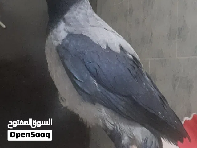 فرخ غراب زق يدوي