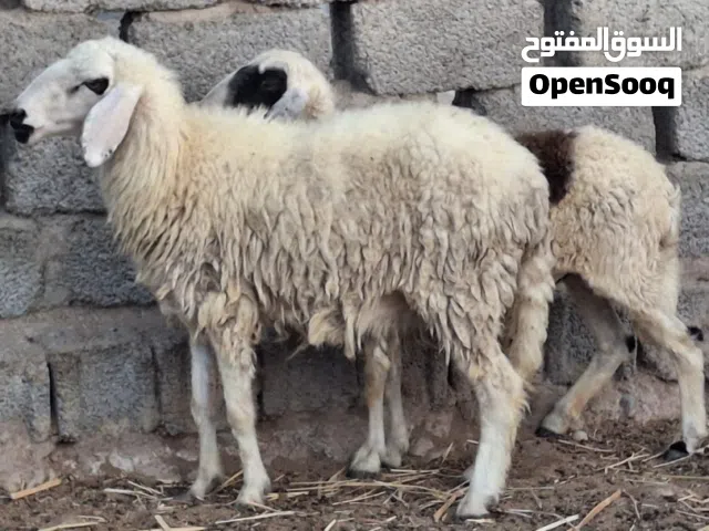 حملات هنديات عشر ماشاءالله تبارك الله الرحمن حلال طيب ونظيف للتربيه