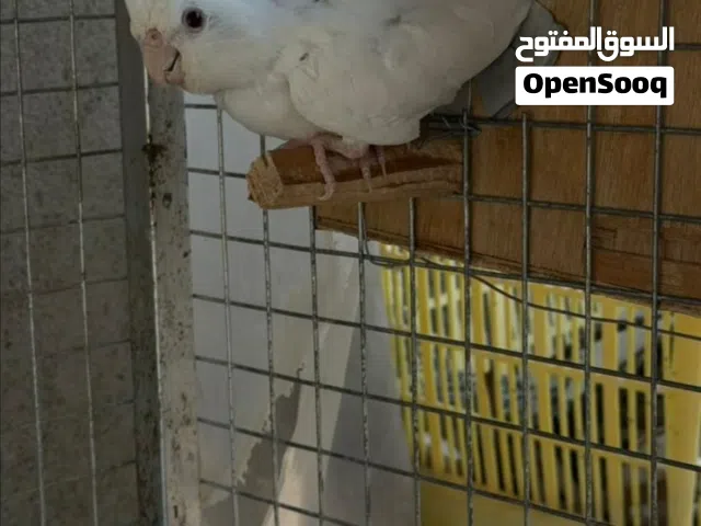 كوكتيل البينو