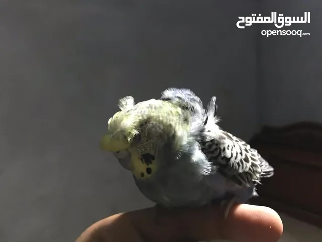 نتاية حبشي وذكر استرالي نورمال و نتاية فلل