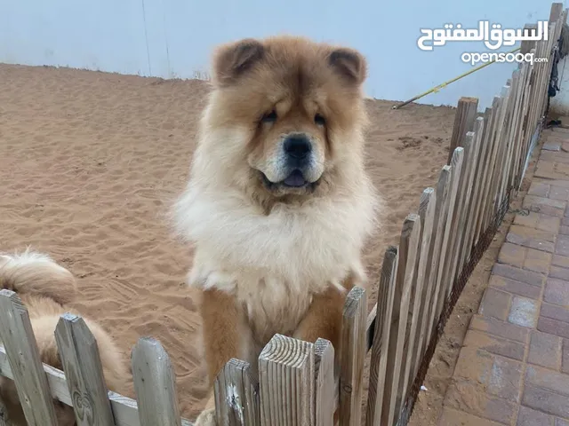 Chow chow male