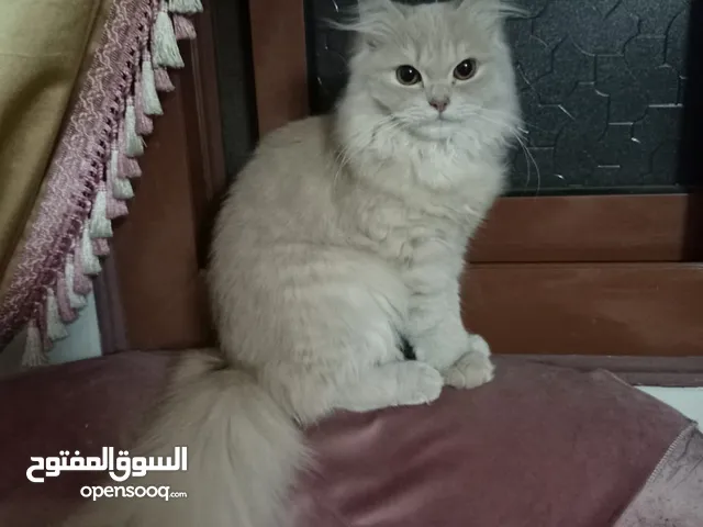 اسعار قطط في مصر : قطط رشن بلو : سعر قطط : بيرشن زورار : ‏قطة للبيع