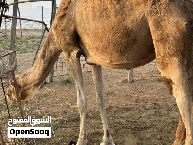 ناقه للبيع