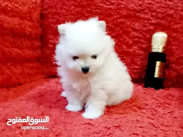 Pomeranian teddy bear face tea cup puppy