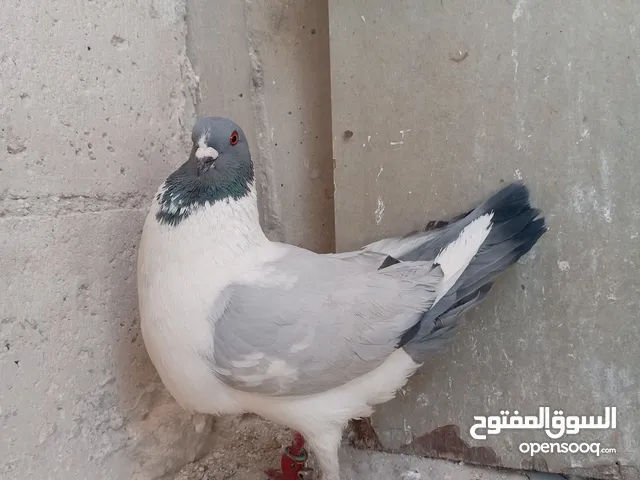 جواز حمام بسعر حرق