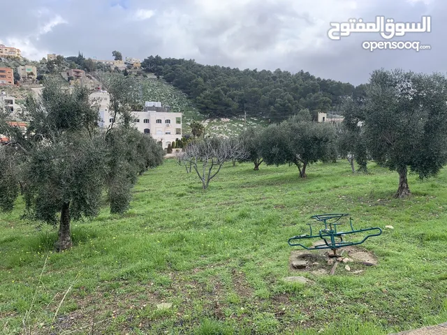 مزرعة 4 دونم للبيع في منطقة السرو قبل جامعة عمان الاهلية مقابل معسكرات الحسين للشباب