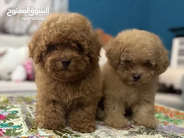Toy Poodles Male and Female Puppy