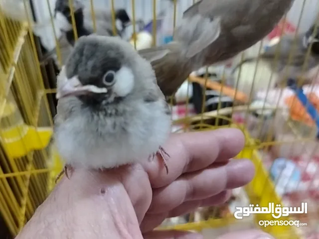 متاح بلابل عمر شهر ياكلن فقط من الايد فقط اليفااات