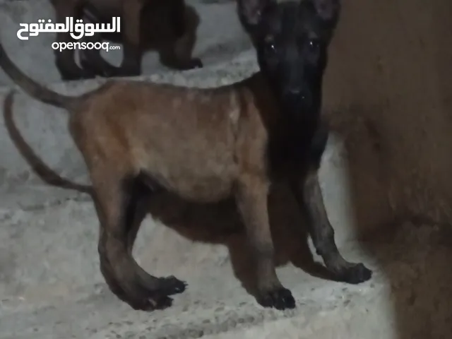 جرو مالينو شربوني