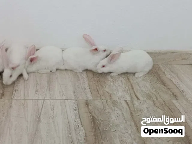 ارانب للبيع