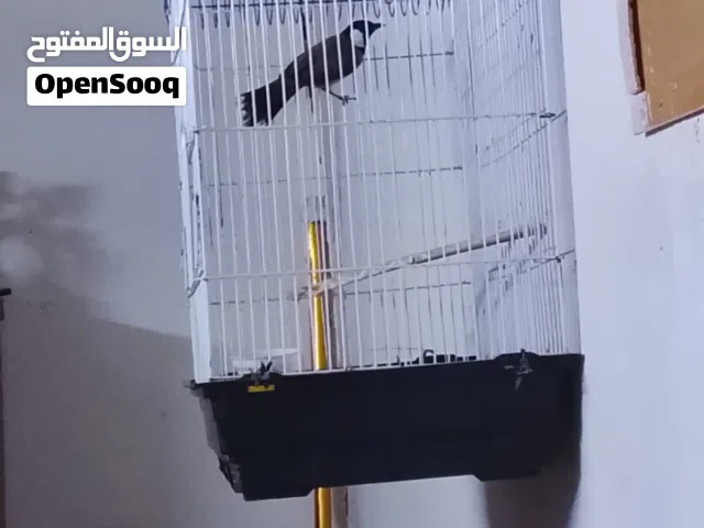 متاح بلبل وحشي بدون قفص