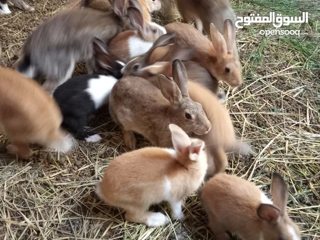 ارانب احجام مختلفة للبيع اليفات للتربية وسمان وانواع مختلفة