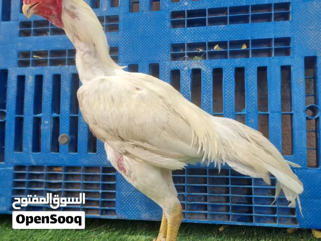 ديك من سلالة الشامو الألماني، عمره سنة ونصف، لونه أبيض