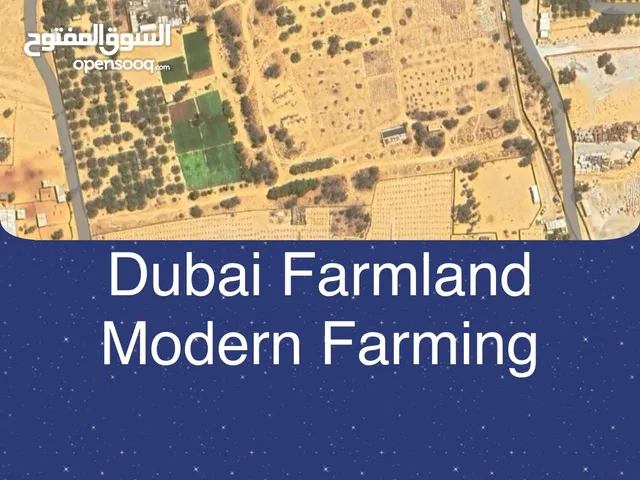 Dubai Agricultural Land for Lease – Perfect for Farming or Investment