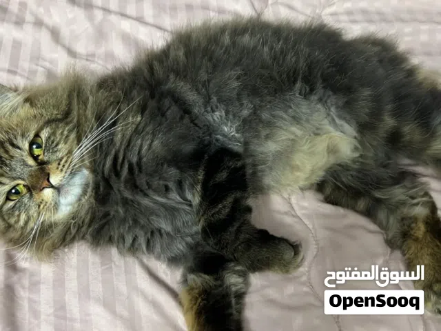 قط ذكر معقم للتبني بالرياض برسوم تبني