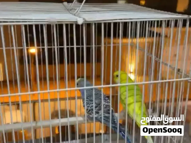طيور حب جميلات