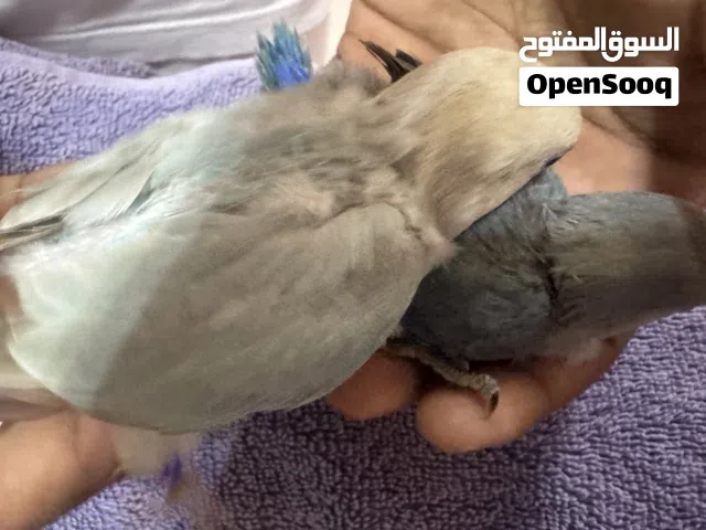 روز آلوان جذابه و سعر رمزي