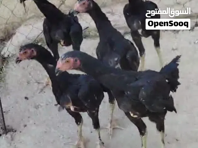 5حبات شامو قياس فل