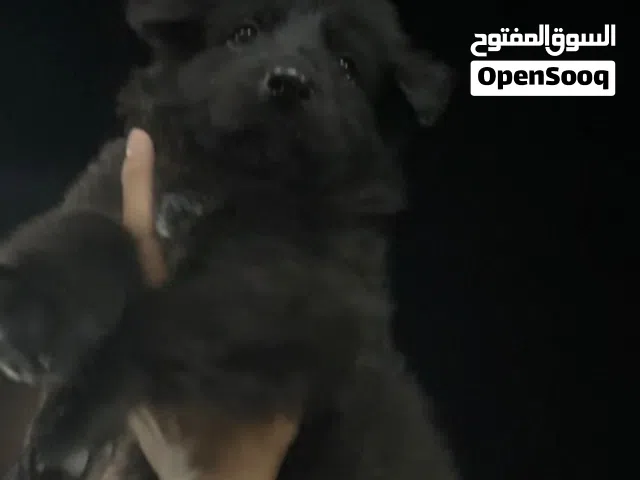 للبيع جراوي جيرمن لونج هير (وصف مهم)