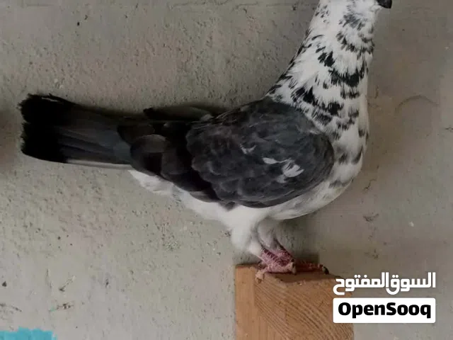 طرتين ام افراخ