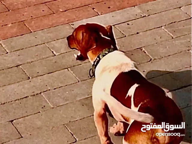 جاك راسل ذكربعمر سنه ونصف
