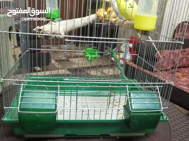 جوز حب للبيع كاش بسعر 20 دينار