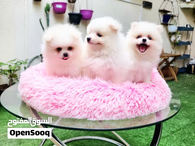 55 Days, Pomeranian Puppies