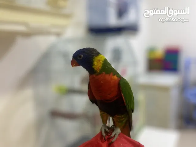 طير من فصيله الوري