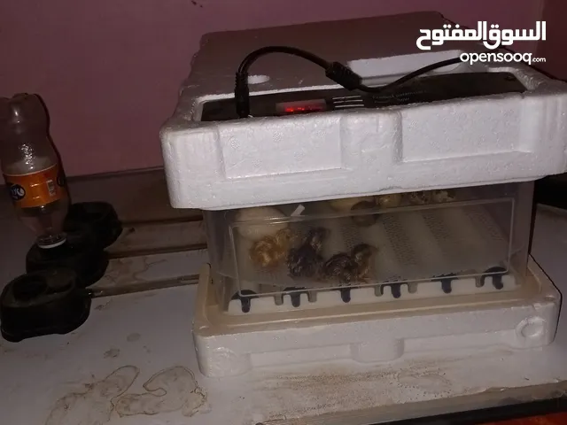 فقاسه صينيه صغيره حجم ثلاثين بيضه فقط مستعمل شهر فقط لفقسه واحدة فقط