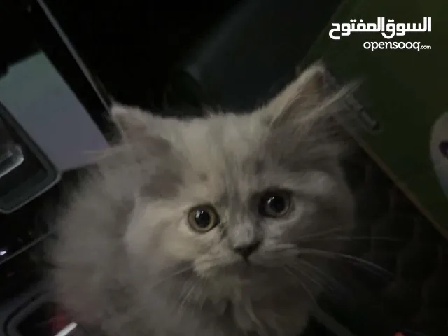 أنثى شيرازي تحب اللعب عمرها ثلاثة شهور