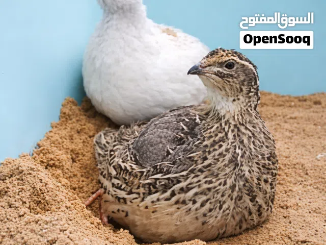 متوفر بيض فري للاكل +متوفر فري للاكل غير مذبوح