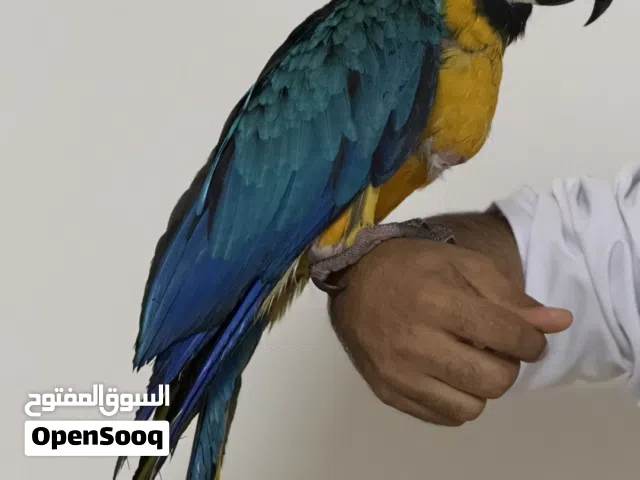 فرخ مكاو بلو اند جولد