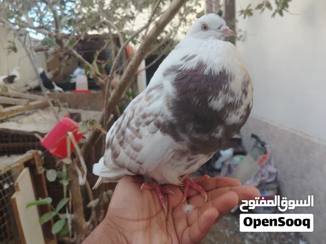 للبيع حمام نفاخ شيرازي ومدينه وباكستاني متنوع باكستاني ودبل كروس أنواع الحمام حمام متنوعه