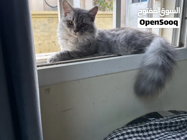 Cat for Sale