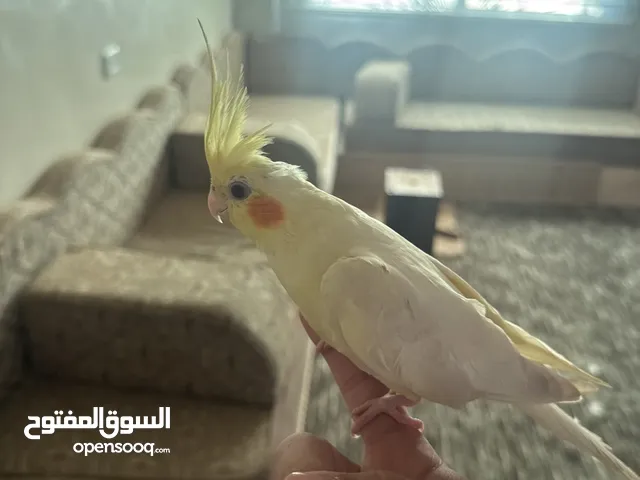 للبدل ببغاء كوكتيل اليف البينو ابيض اليف