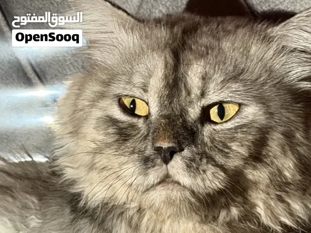 قطه شيرازي