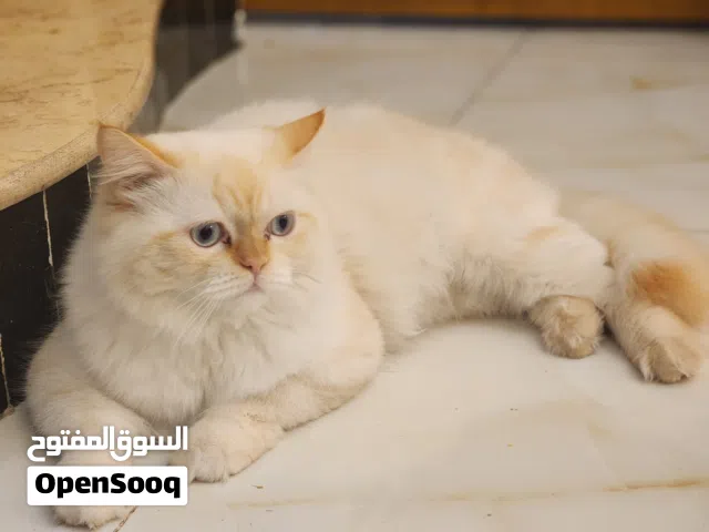 قط هملايا اورنج