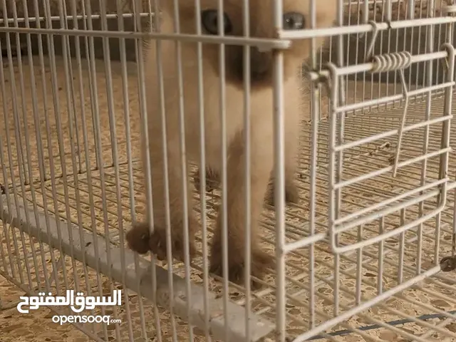 قطة للبيع من قلب مراكش جميلة ونظيفة وملهمة تحب اللعب وحظيت برعاية خاصة بتنظيفها وتطعيمها هي للبيع من