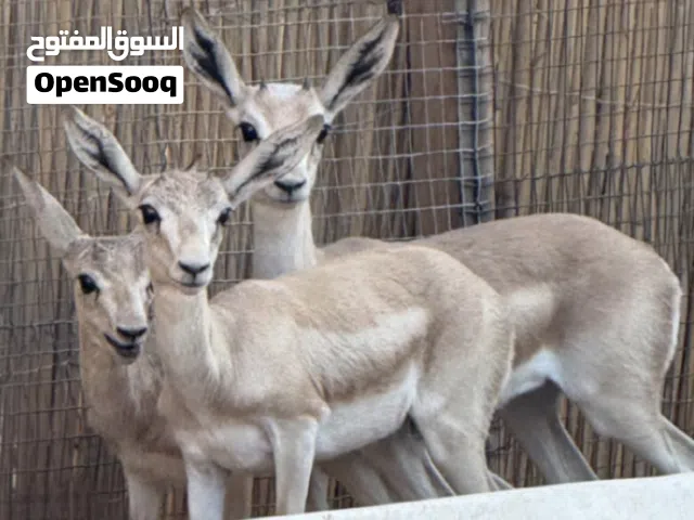 غزال الريم ذكر و انثى